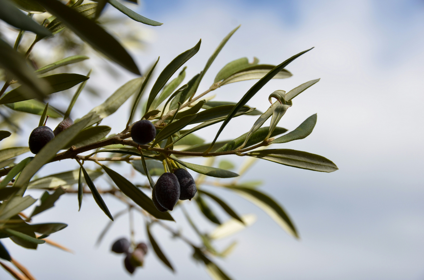 Pressed But Not Crushed – Chosen For The Oil