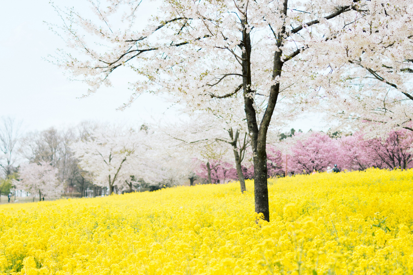 Walking in the Peace of God